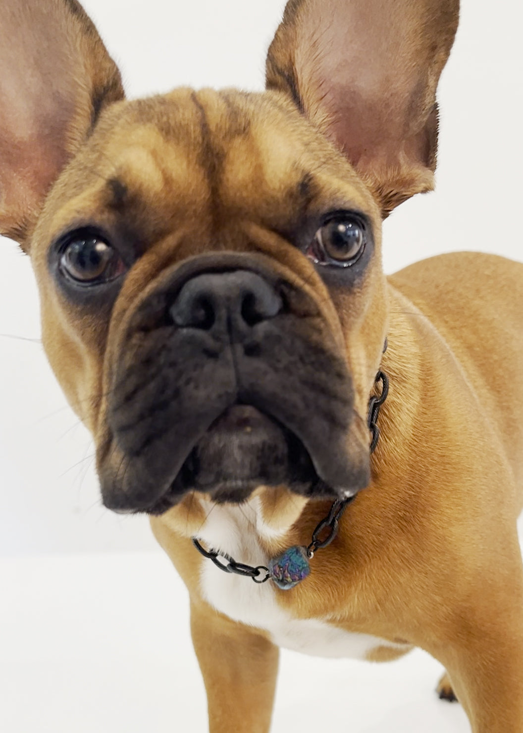 ROCKING PETS Medium Breed